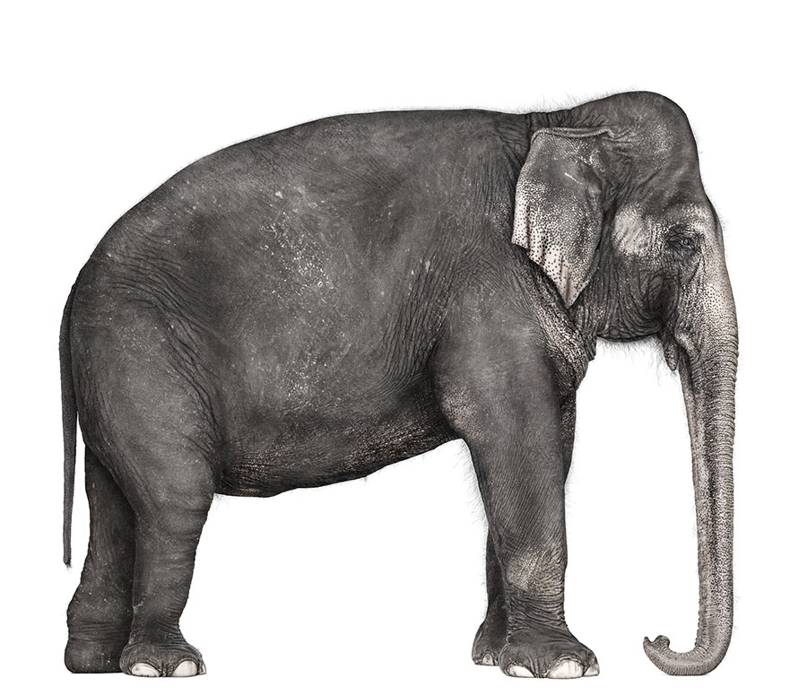 elephant image by andrew zuckerman